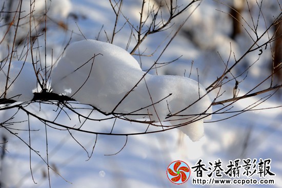自然雪动物（24）.JPG
