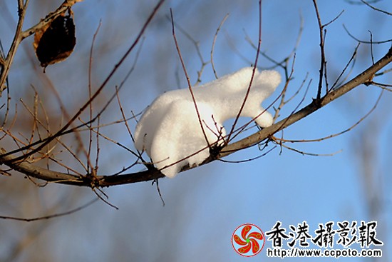 自然雪动物（25）.JPG