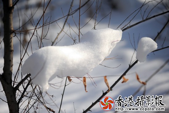 自然雪动物（28）.JPG