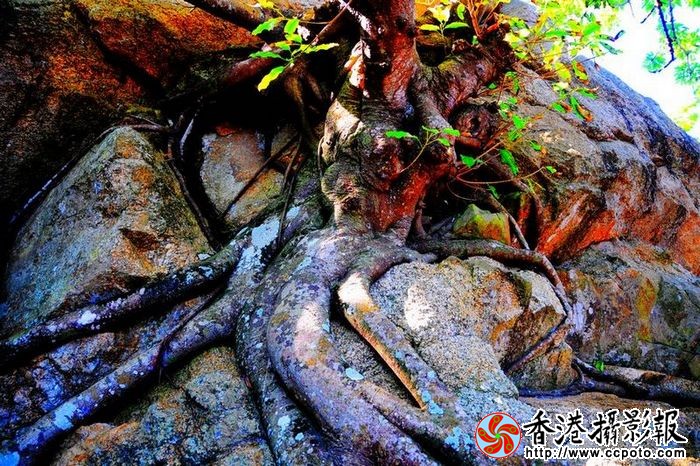 根