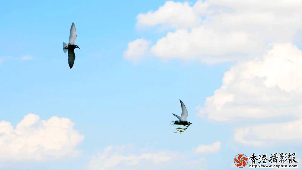 20110727衔苇筑爱巢3-门户.jpg