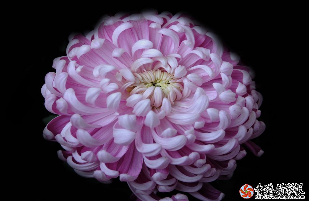 冬菊