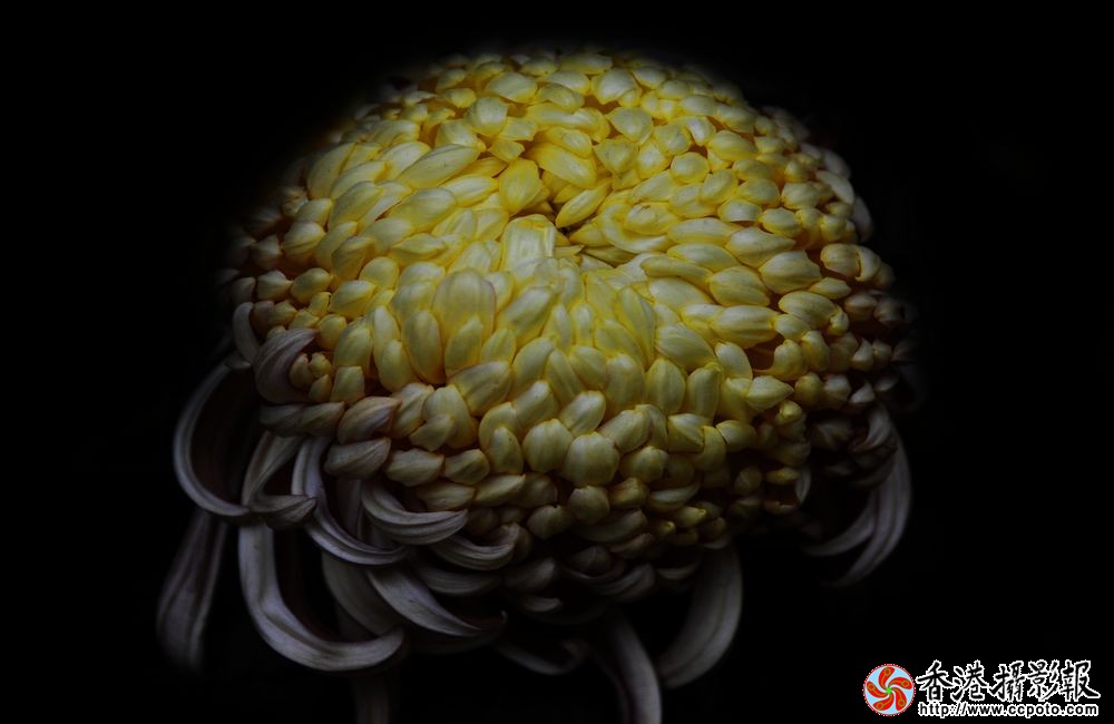 冬菊