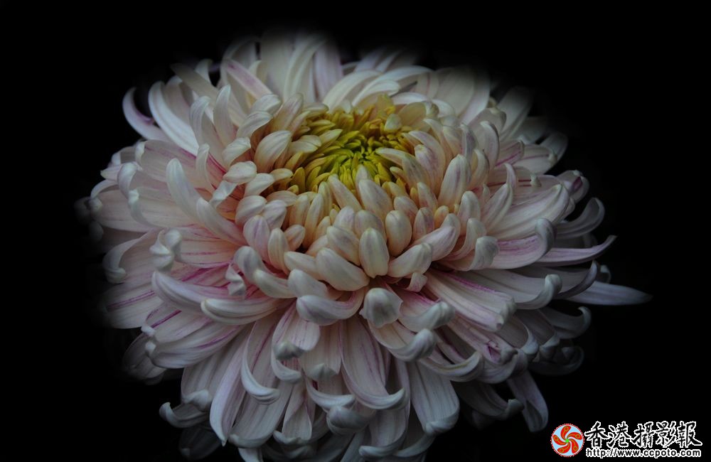 冬菊