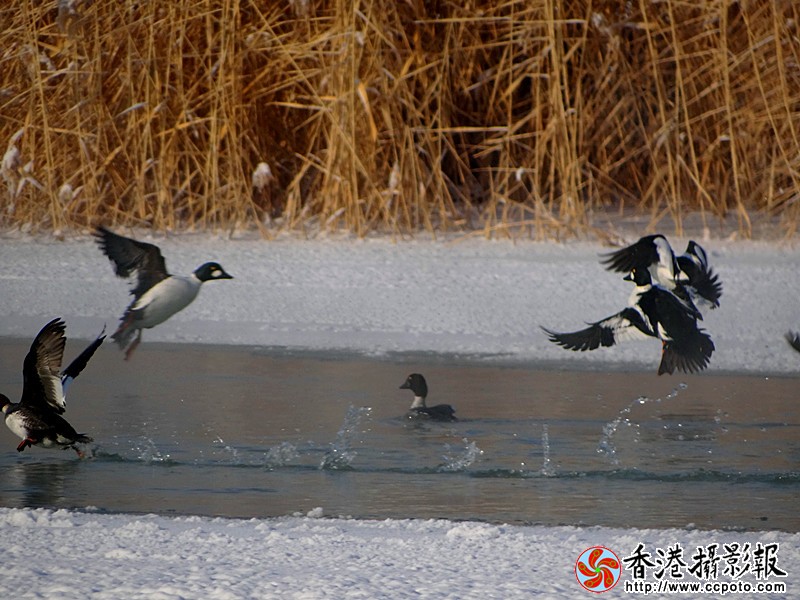 DSC05638_副本.jpg