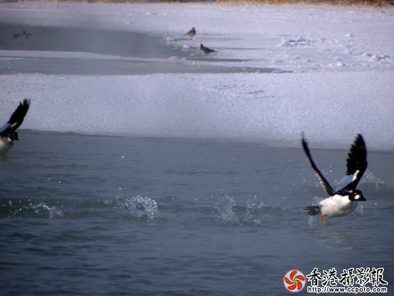 DSC05668_副本.jpg