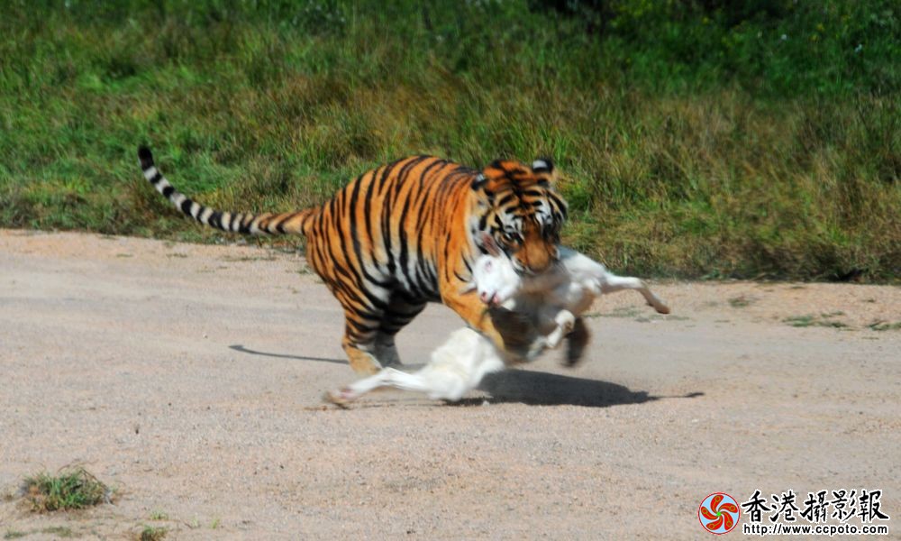 猛虎扑食