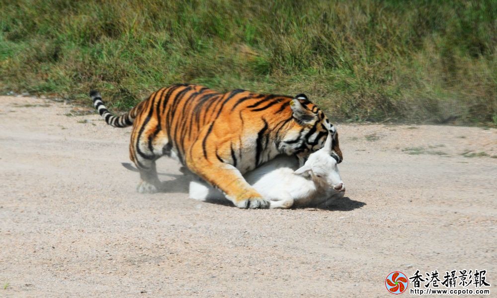 猛虎扑食