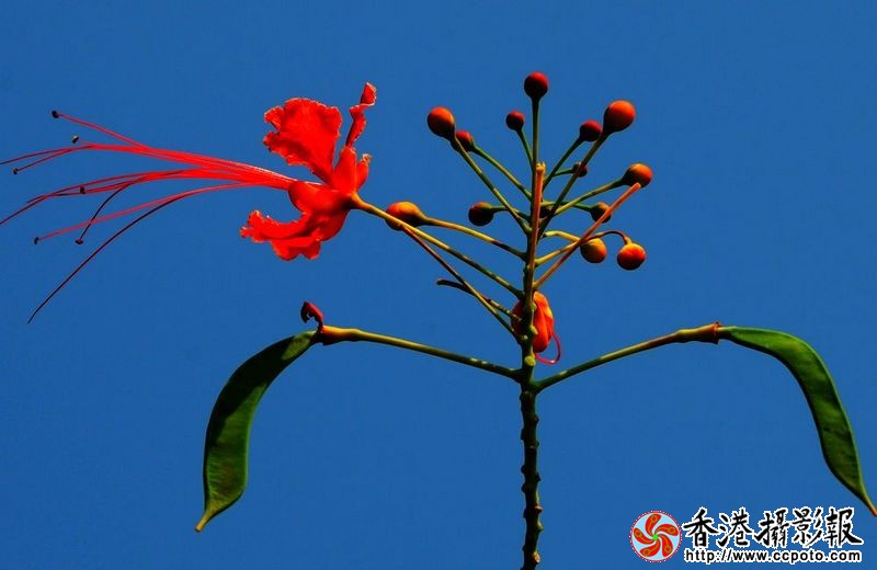 蓝天红花