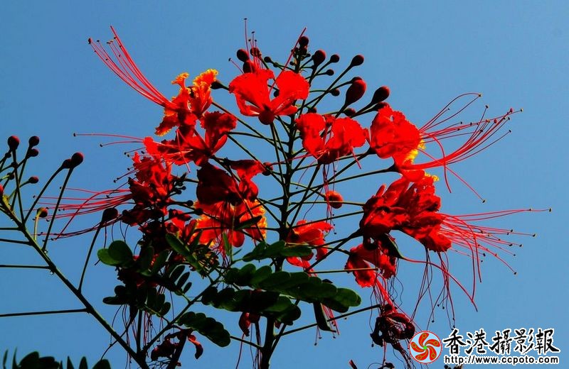 蓝天红花