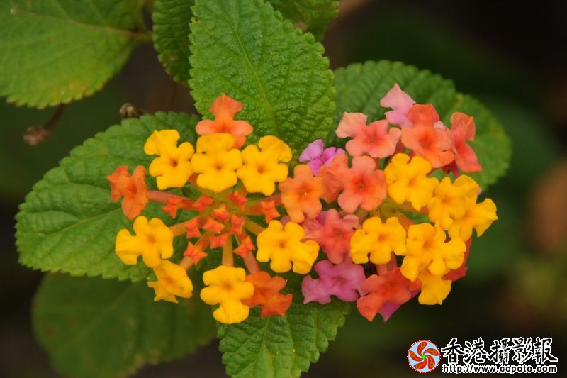 娇艳的小花