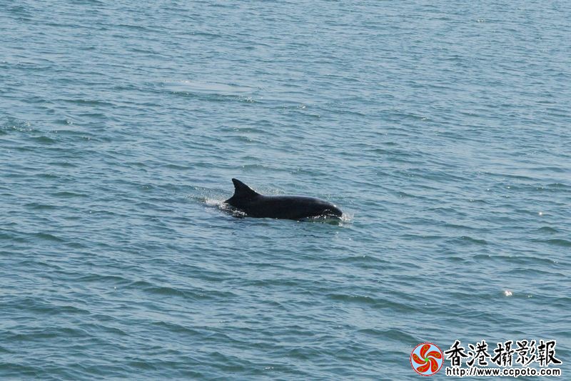 大海里的野生海豚