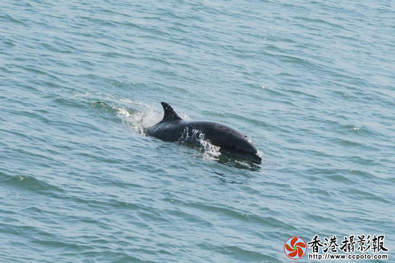 大海里的野生海豚
