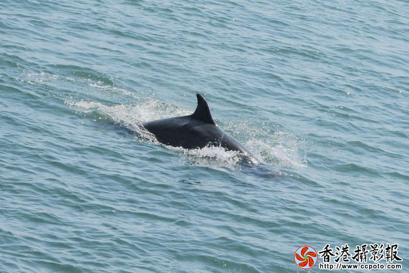大海里的野生海豚