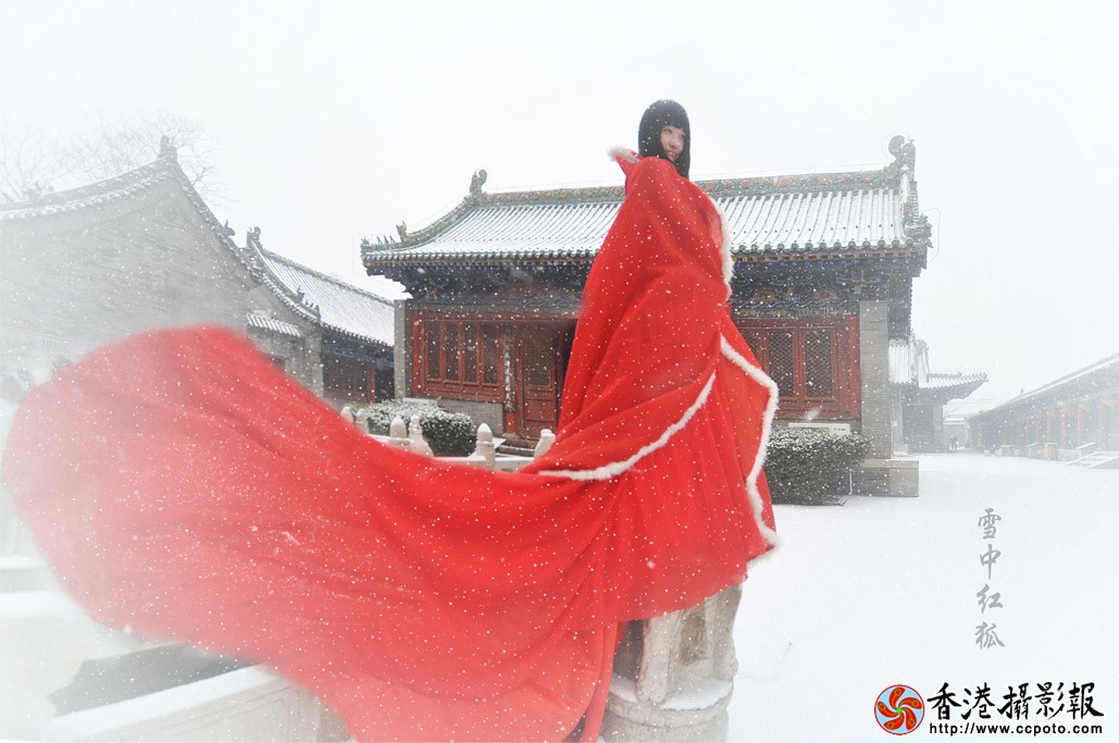 雪中红狐01副本.jpg