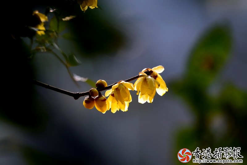 NSC_5518_调整大小.JPG