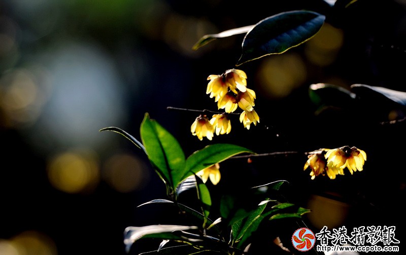 NSC_5624_调整大小.JPG