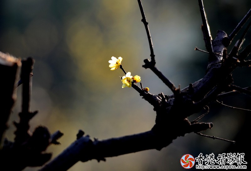 NSC_5633_调整大小.JPG