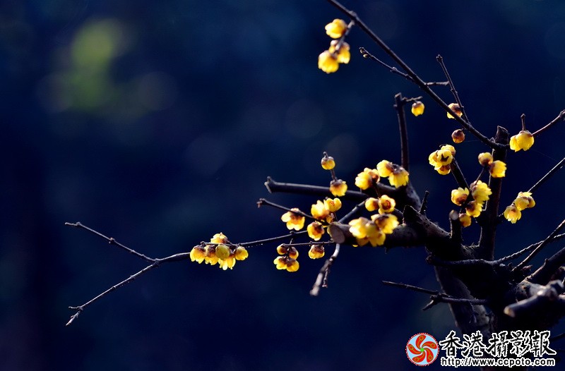 NSC_5652_调整大小.JPG