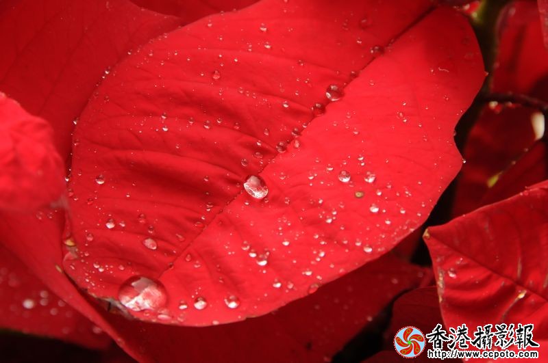 红叶与露珠