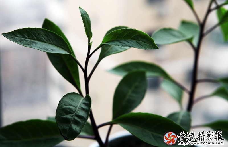 植物.jpg
