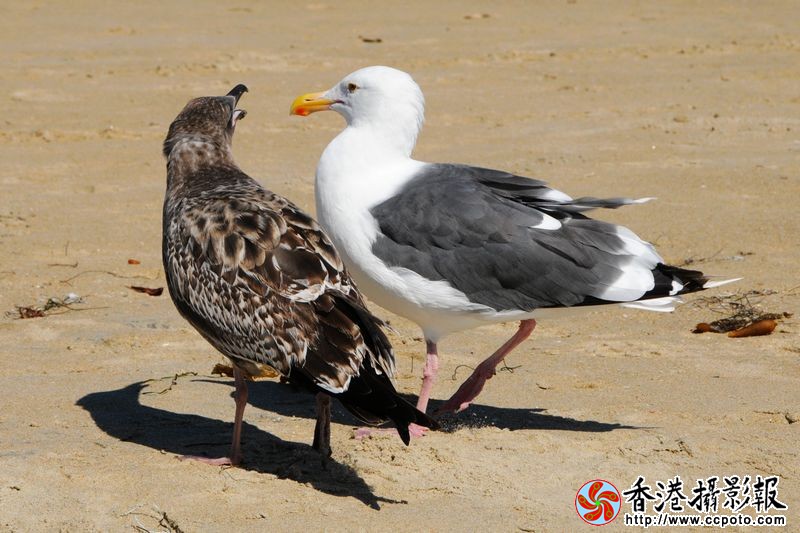 玩耍