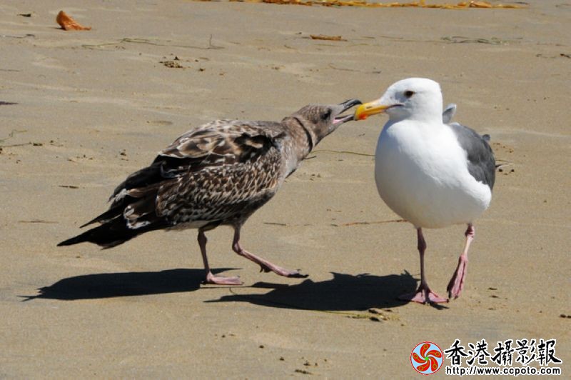 玩耍