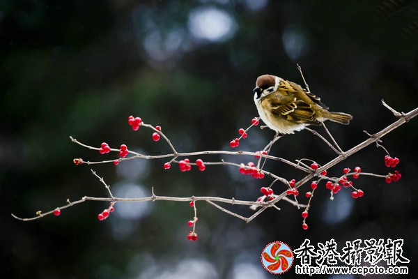 麻雀红豆..jpg
