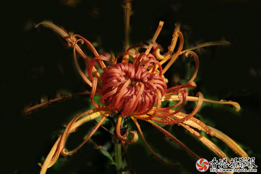 菊花