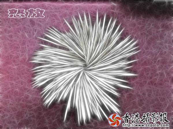 《怒放》作者：戈壁黄杨.jpg