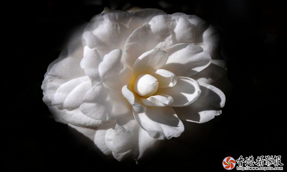 白茶花