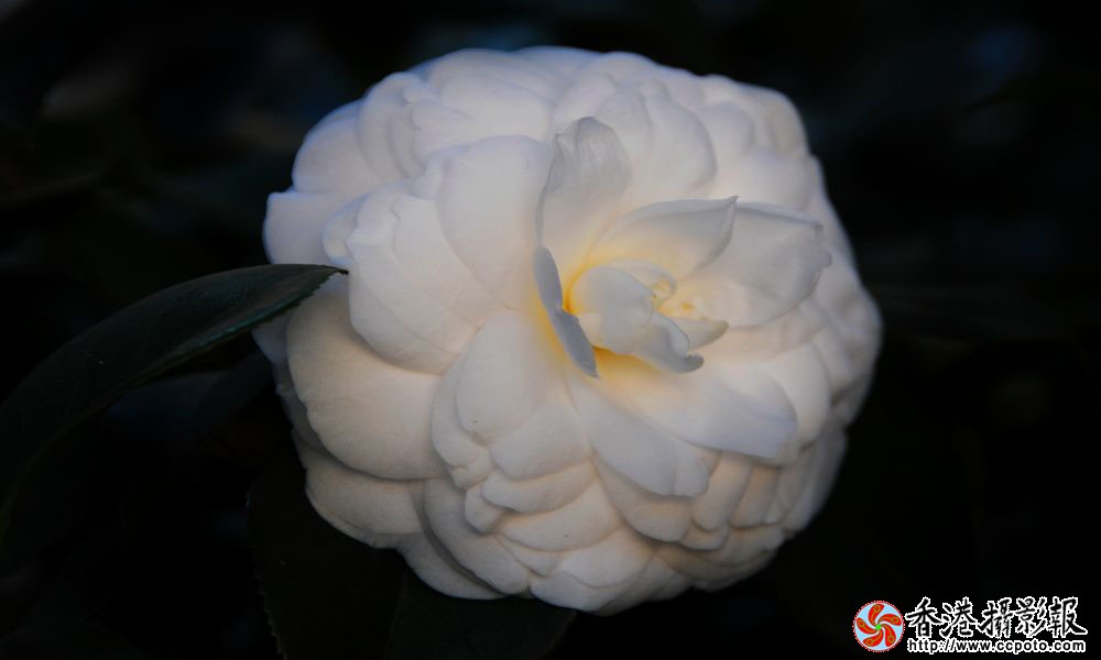 白茶花