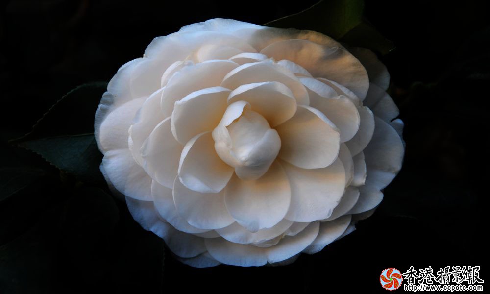白茶花