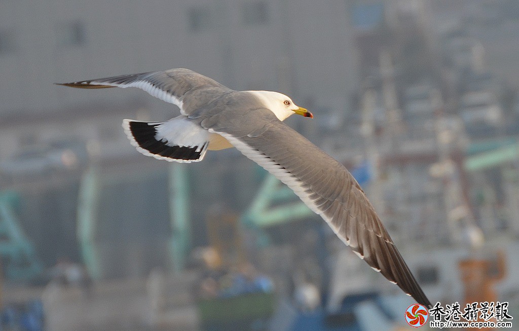 DSC_5072海鸥.jpg