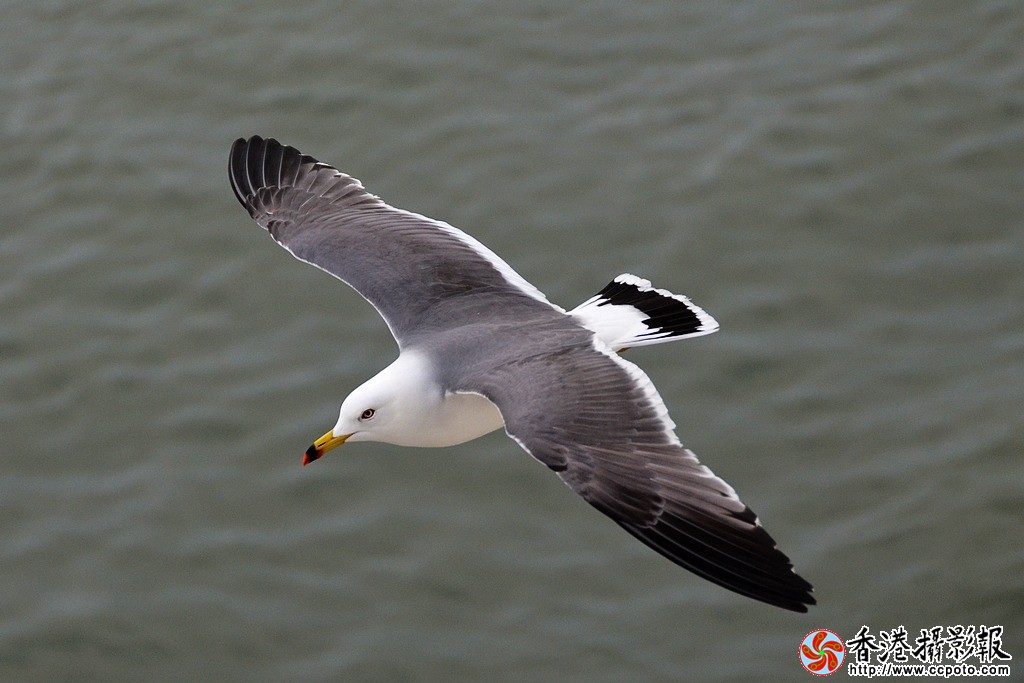 DSC_3943小海鸥.jpg