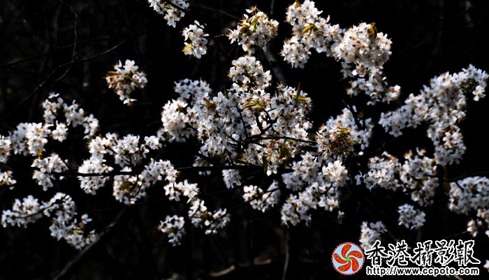 梨花 (5).jpg