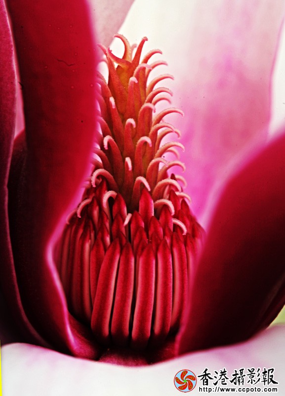 花蕊.jpg