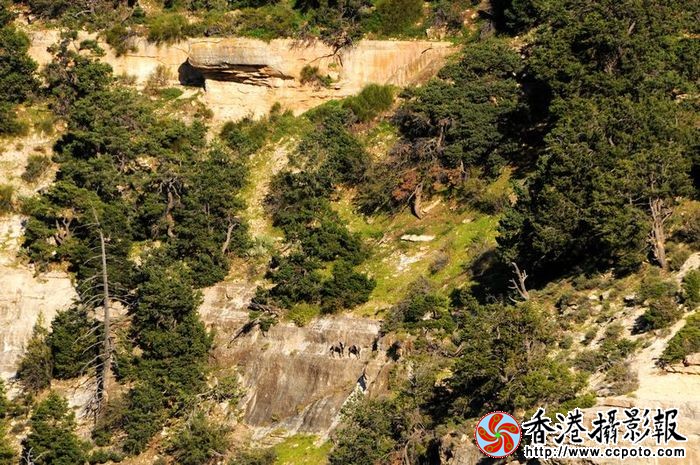 大峡谷野山羊