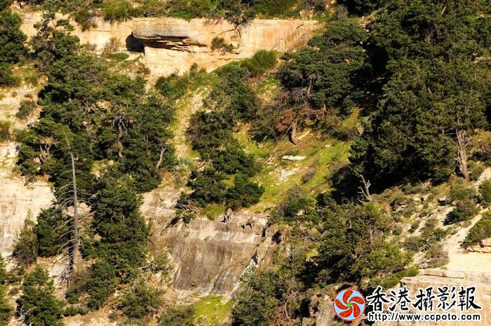 大峡谷野山羊