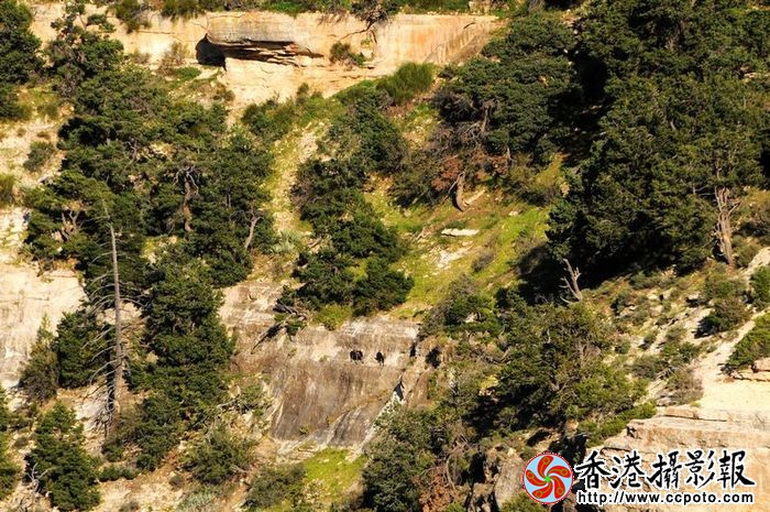 大峡谷野山羊