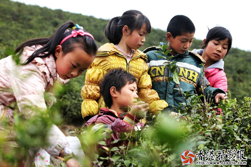 采茶的小学生.jpg