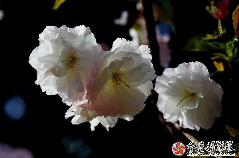 白花.jpg