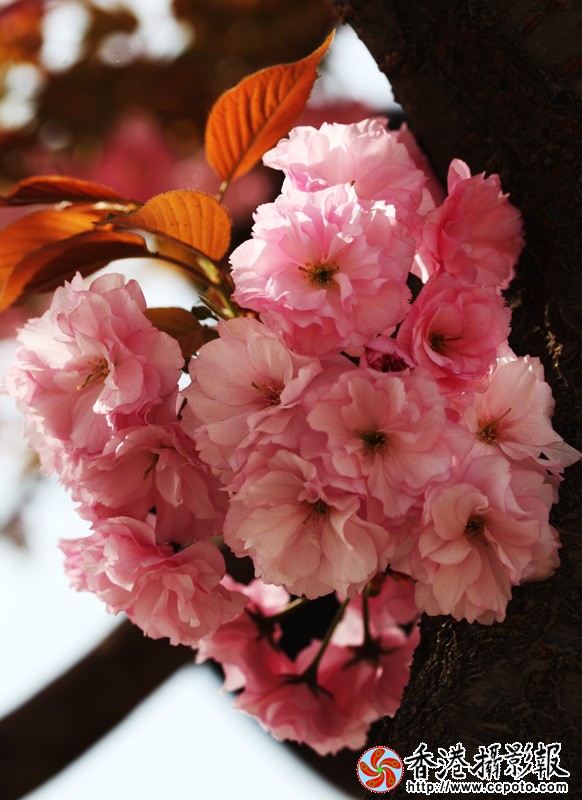 繁花.jpg
