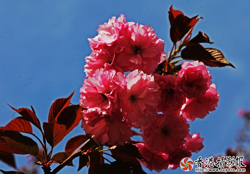 樱花怒放.jpg