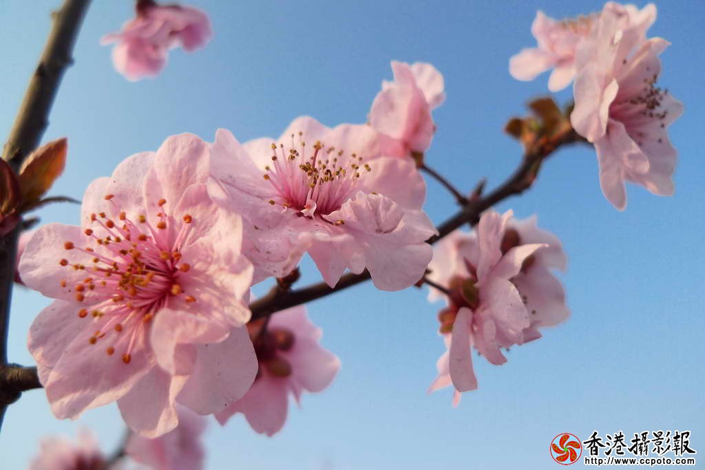 桃花朵朵开_1.JPG