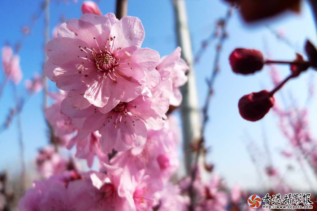 桃花朵朵开_7.JPG