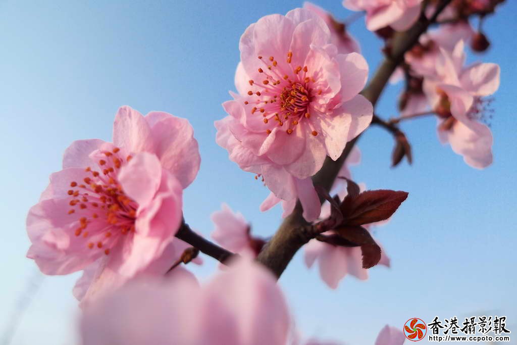 桃花朵朵开_8.JPG