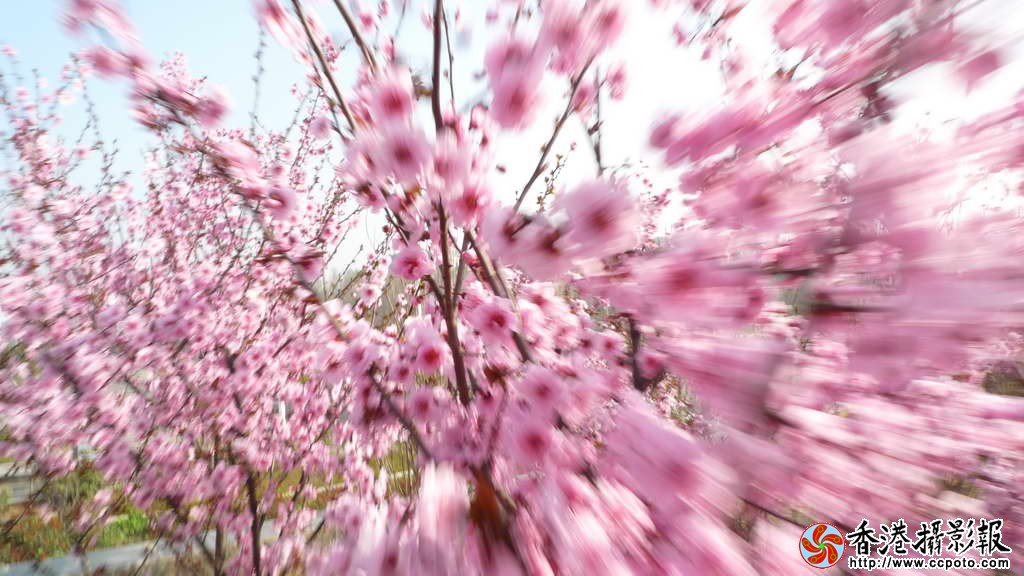 桃花朵朵开_9.JPG