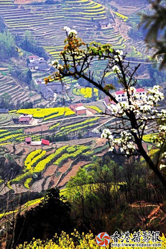 春花烂漫.jpg