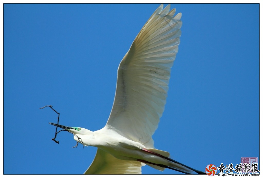 白鹭蓝天3.JPG